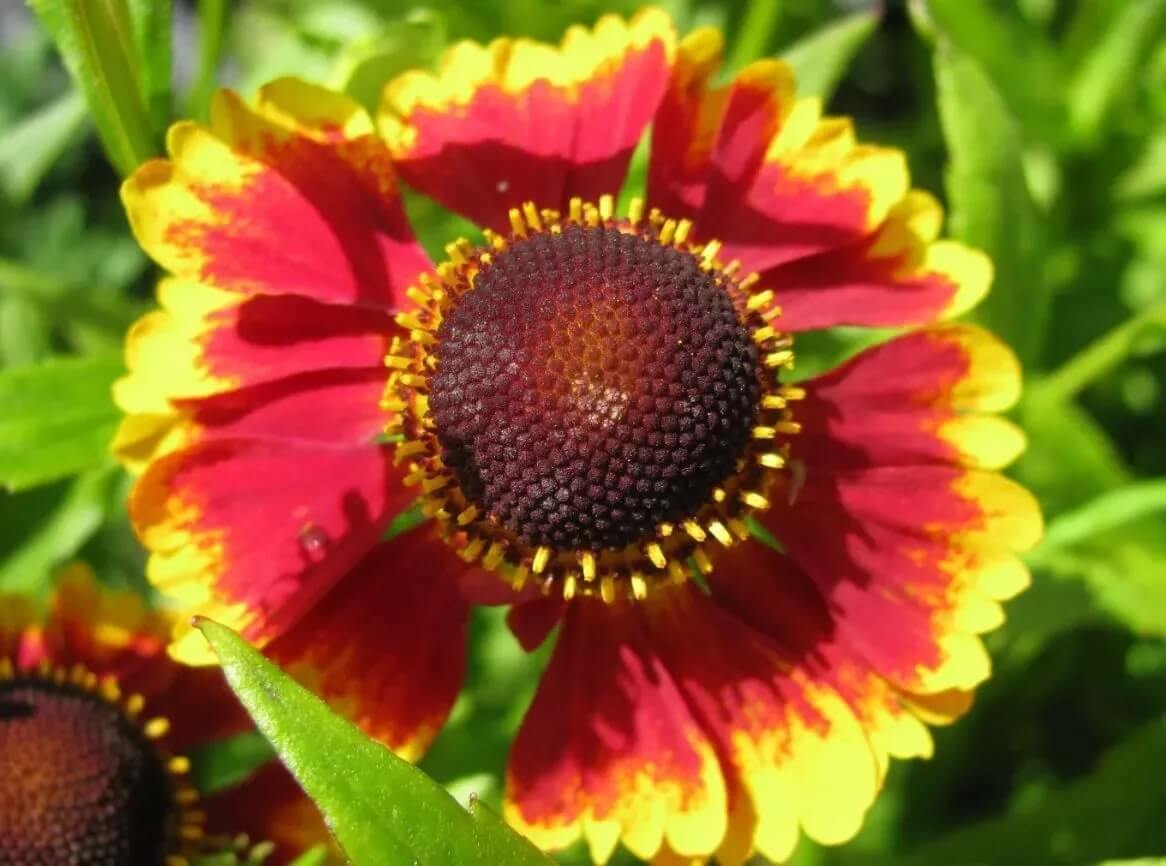 Гелениум осенний «Biedermeier»